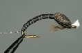 Nymphe ascendante