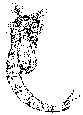 Nymphe Chironome